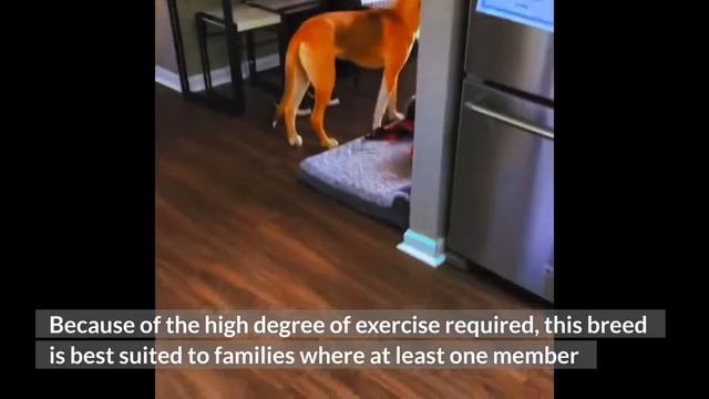 Pitsky (Pitbull & Husky Mix): A Complete Dog Breed Guide смотреть онлайн