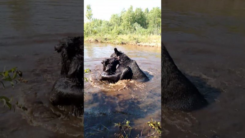 Борьба медведей в воде.