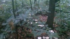 Грибные ведьмины круги