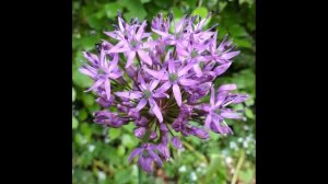 Giant Onion - From Bud to Flowers to Seeds