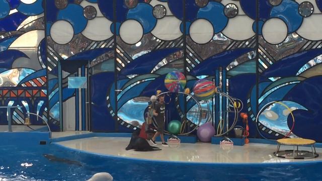 Большой Сочинский дельфинарий. Парк Ривьера. Шоу дельфинов смотреть онлайн