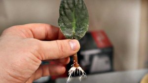 Как быстро сделать корни любому черенку или листу? Циркон для укоренения черенков!