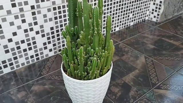 CACTO CASTELO DE FADAS/ACANTHOCEREUS TRETAGONUS смотреть онлайн