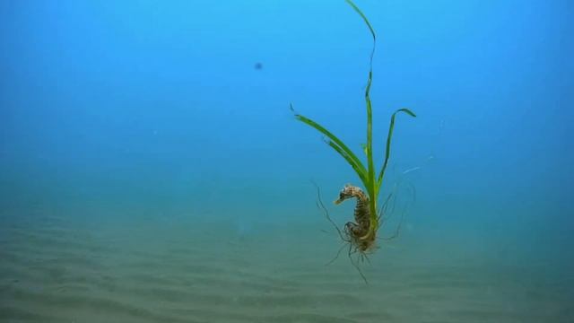 Обитатели Чёрного моря. Морской конёк