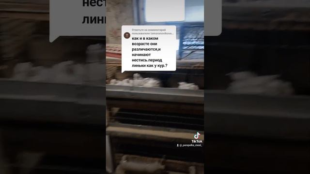 Как определить где самка а где самец у перепелок#перепел #перепелки#техасскийперепел #техас#феникс