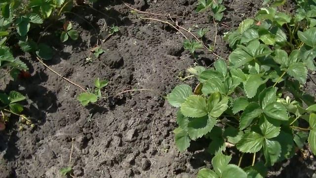 Наши саженцы земляники , рядом с нашим домом! ( здравый ответ на ложные обвинения) смотреть онлайн