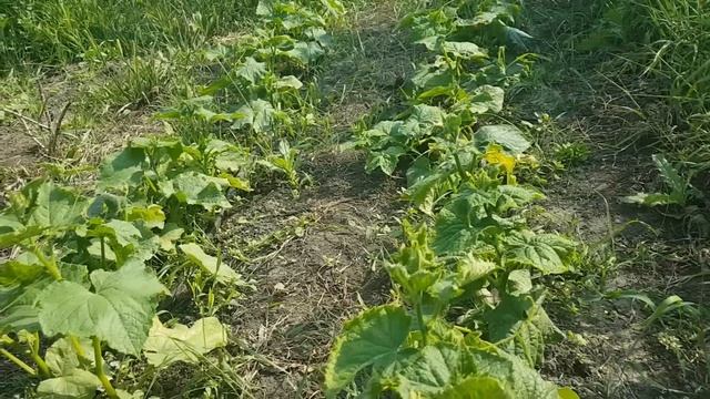 Пероноспороз огурца, готовое решение проблемы.