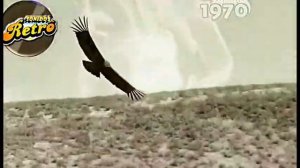 запишите на ваши магнитофоны № 7 Video