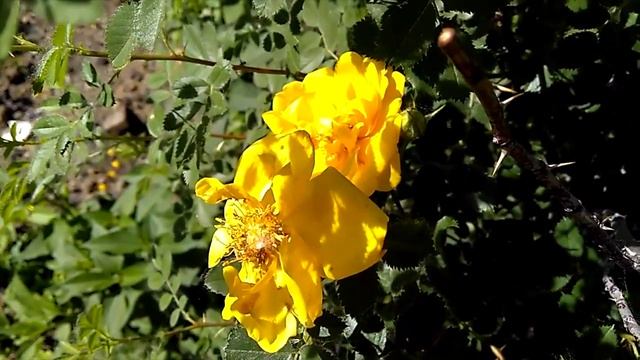 Шиповник желтый в Сибири_Yellow wild rose in Siberia