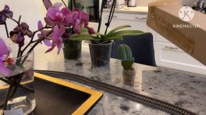 Распаковка орхидей от Зебо Моска и от Орхомира СПб , обзор новых орхидей в коллекции #orchid