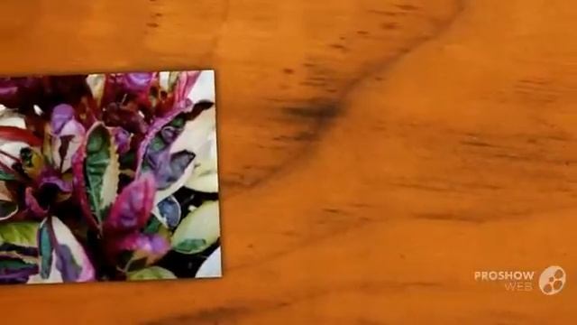 Hemigraphis - garden plants смотреть онлайн