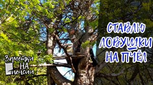 Ставлю ловушки на пчёл!  #пчёлы #пасека #деревня