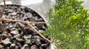 ДЕЛАЕМ БОНСАЙ ИЗ КИПАРИСОВИКА “CONTORTA” (ВПЕРВЫЕ)