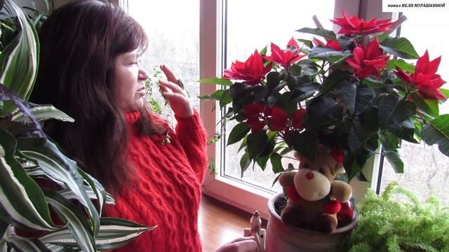 Второе домашнее ЦВЕТЕНИЕ ПУАНСЕТТИИ, у КОТОРОЙ выросло слишком МНОГО ПОБЕГОВ. смотреть онлайн