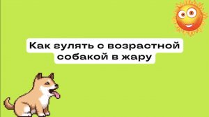 Как гулять в жару с возрастной собакой? Советы ветеринара.