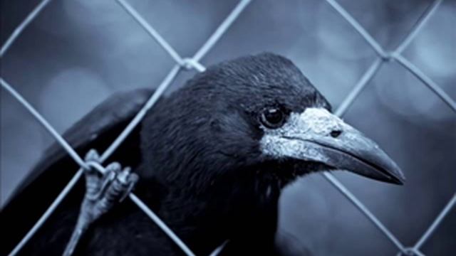 Легенды Про Вороны ♠♥ смотреть онлайн