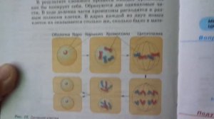 Биология 5 кл § 9 Жизнедеятельность клетки, её деление и рост (Автор В.В.Пасечник)