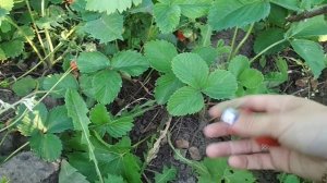 клубника сорт хоней