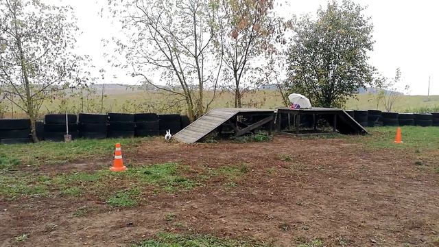 Мини бультерьер 4.5 месяца. Впервые на площадке. Дрессировка. Кинолог.