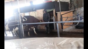 Приучаю Нетелей к доильному блоку