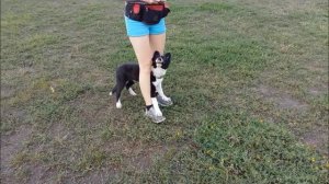 Щенок бордер колли Дрифт 3,5 месяца