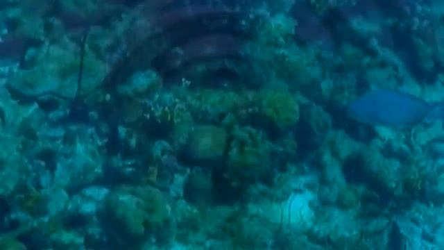 Best Cuba Snorkeling, Bay of Pigs Video Playa Giron (HD) Gopro смотреть онлайн