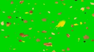 Футаж Осенние листья хромакей