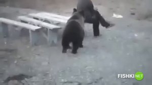 Человек против медведя