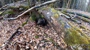 Bulldoggen Hannah und Coco im Wald