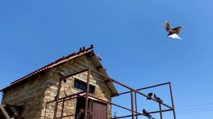 Николаевские голуби. Молодежь на слете 2023 Крым