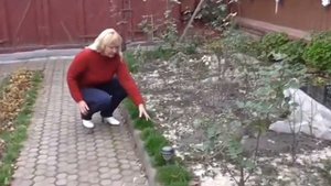 Посадка и уход армерии
