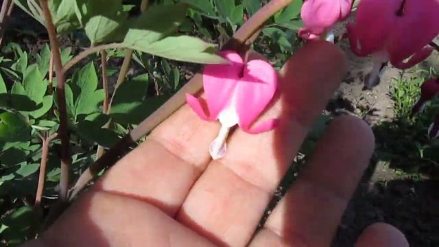 Дицентра розовая смотреть онлайн