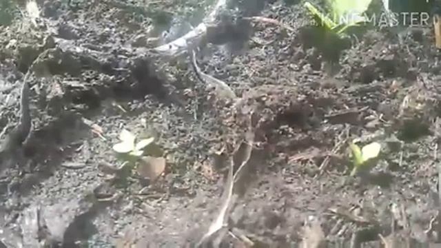 Пикирую немезию. смотреть онлайн