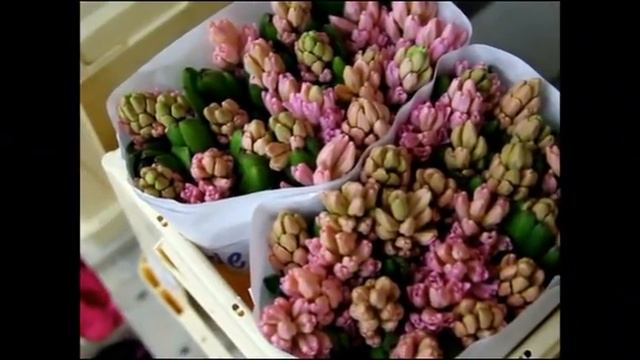 Купить гиацинты Hyacinthus orientalis China Pink в Минске
