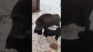 Кабан против собак