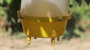 Ультра современный сад карликовой черешни лучших сортов в Узбекистане