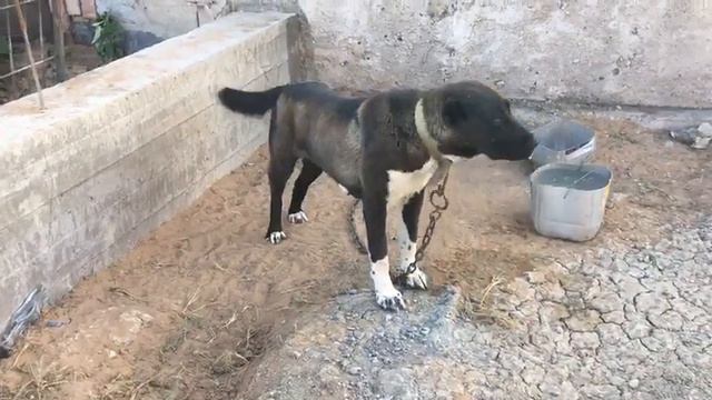 Байка инбредная на ст Бая, мать Карахана, вл Ернур Адилов смотреть онлайн