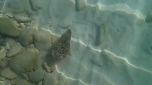 Nova Park Hotel Шарджа (пляж - обитатели Персидского залива)