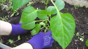 Высаживаю сладкий перец! Огурцы молодцы! Рассада укропа.