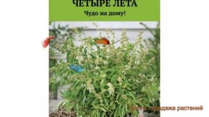 Базилик овощной Свежесть (svezhest) ? базилик Свежесть обзор: как сажать семена базилика Свежесть