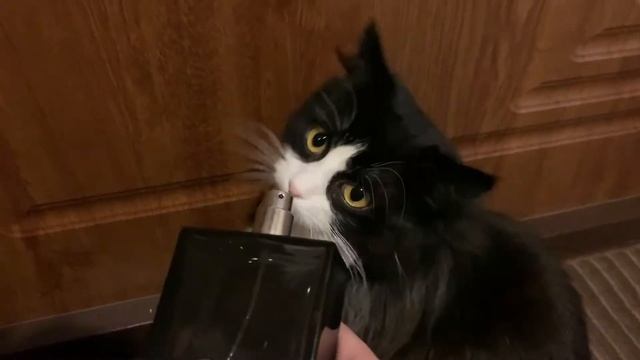 Как отучить кота грызть провода. Рабочий способ