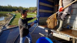 Привоз отборной форели в усадьбу Золотые Караси