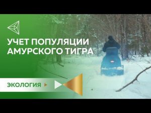 Учет популяции амурского тигра