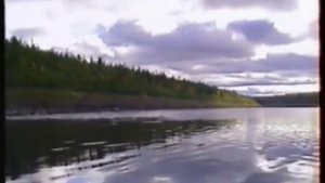 Заполярье  Рыба белая  Нельма