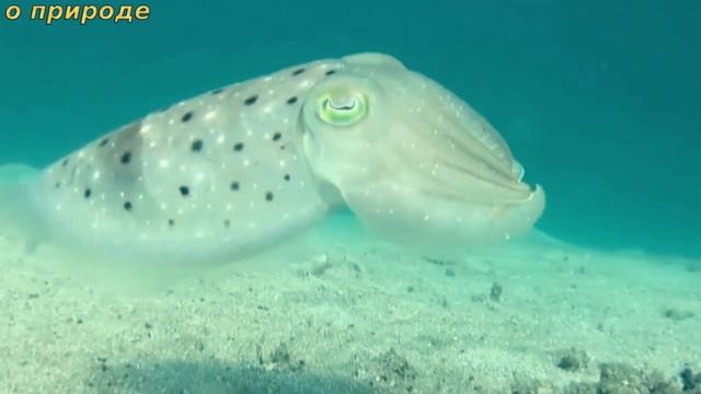 ИНТЕРЕСНЫЕ ФАКТЫ О КАЛЬМАРАХ. смотреть онлайн