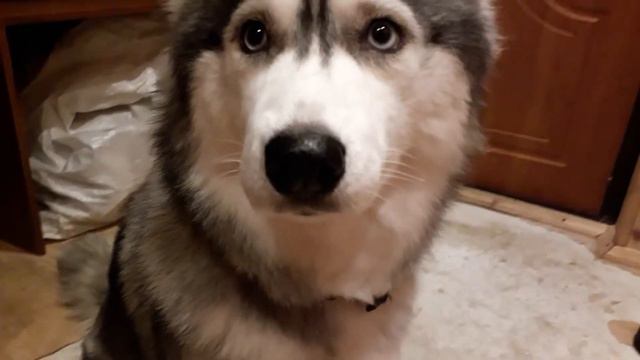 Как выглядит Снешка смотреть онлайн