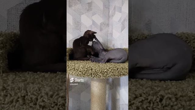 Сфинксы и ориентал, началась дружба🤗 #котята #канадсиесфинксы #оренлевари