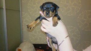 Цвергпинчеры щенки +79143881311 Sale puppi. Babydog.