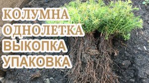 Сеянцы туи западной Колумны однолетка выкопка,упаковка