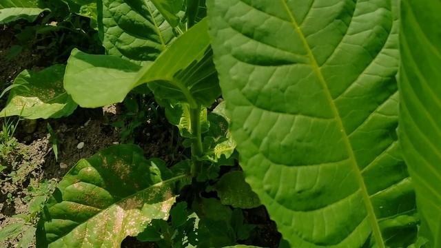 Табак и махорка на супеси 2021 год. Спустя неделю. смотреть онлайн